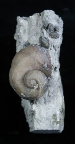 Platyostoma Gastropod Plus Brachiopods #1926